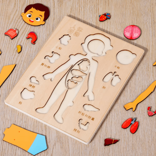 Montessori Human Body Busy Board for Toddlers Body Parts Learning Toy
