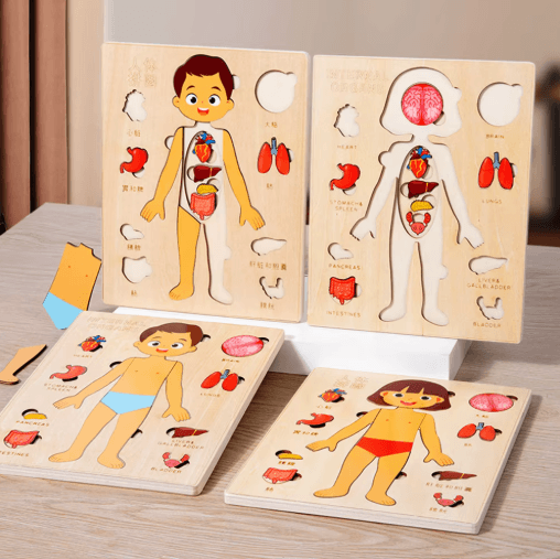 Montessori Human Body Busy Board for Toddlers Body Parts Learning Toy