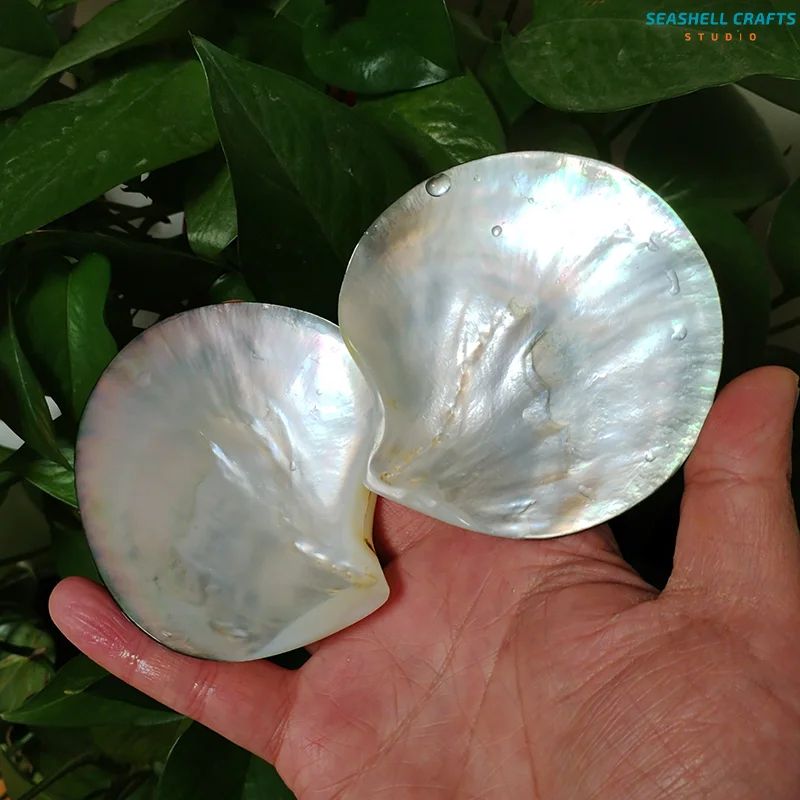 Black Mother of Pearl Shell Beads – Polished Pinctada Margaritifera for DIY Jewelry & Elegant Storage