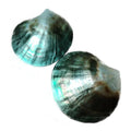 Option BMBWLX19PP-3