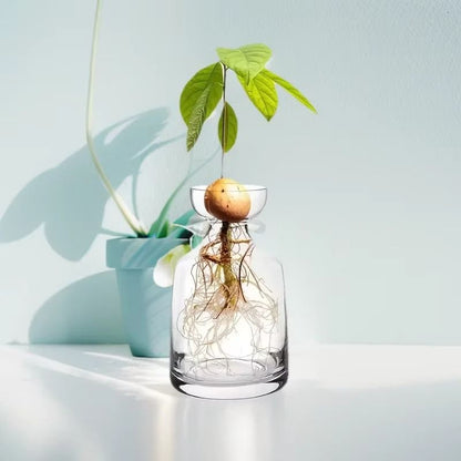Avocado Seed Starter Set – High-Definition Glass Propagation Sculptures