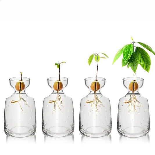 Avocado Seed Starter Vase Set of 4 Glass Propagation Grow Kit