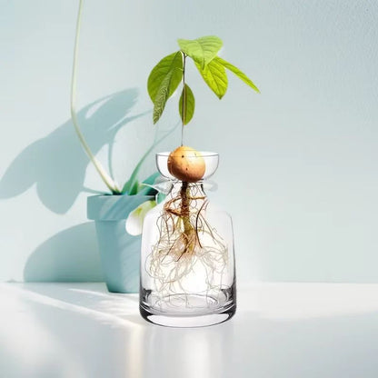 Avocado Seed Starter Vase Set of 4 Glass Propagation Grow Kit