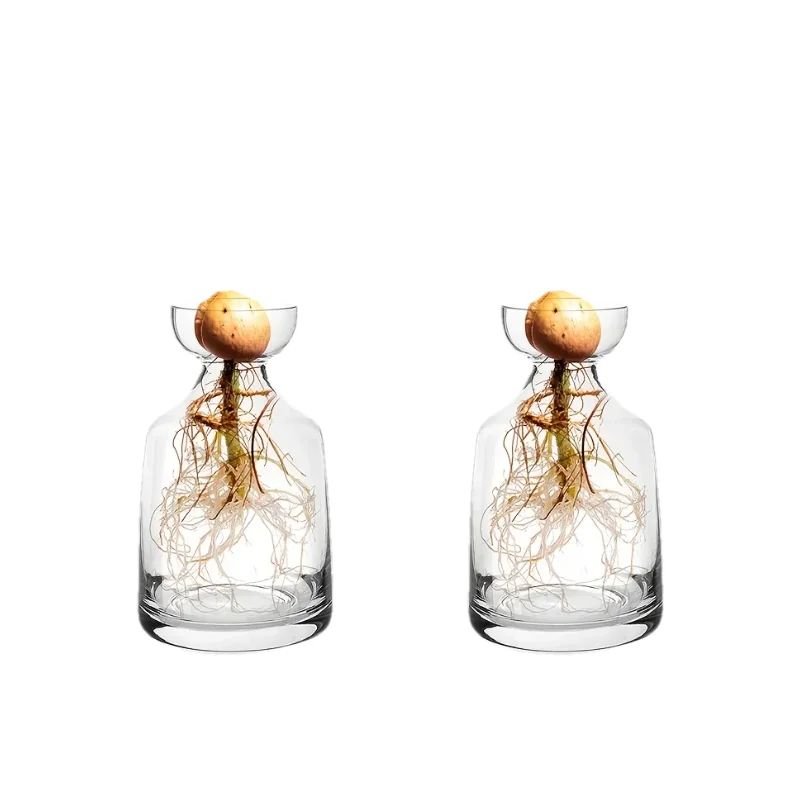 Avocado Seed Starter Vase Set of 4 Glass Propagation Grow Kit