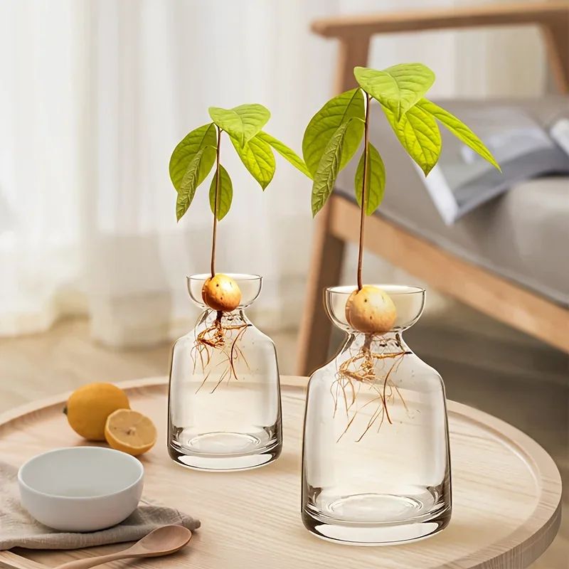 Avocado Seed Starter Vase Set of 4 Glass Propagation Grow Kit