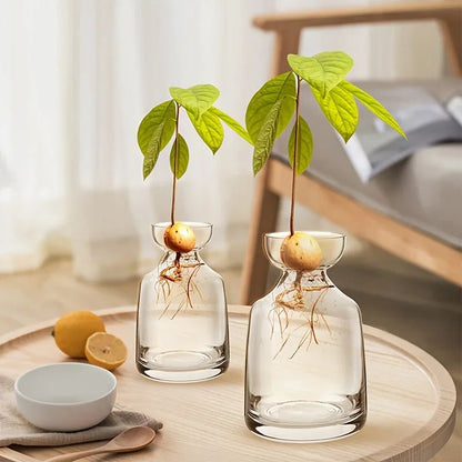 Avocado Seed Starter Vase Set of 4 Glass Propagation Grow Kit