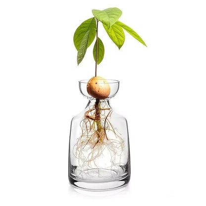 Avocado Seed Starter Vase Set of 4 Glass Propagation Grow Kit