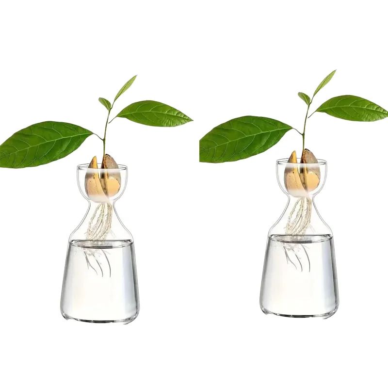 Avocado Seed Starter Vase Set of 4 Glass Propagation Grow Kit