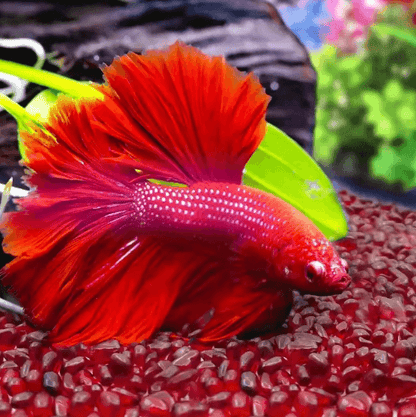 Red Glass Gravel Decorative Chips Vibrant Vase Filler & Aquarium Accent Stones