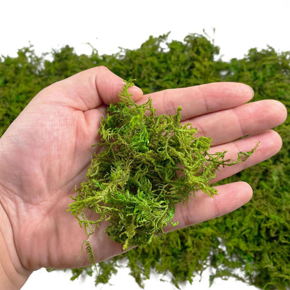Realistic Artificial Moss for Potted Plants and Centerpiece Decor