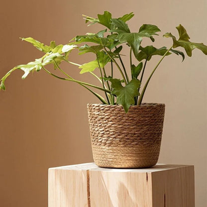 Straw Weaving Flower Pot – Handmade Rattan Wicker Basket – High-Yield Botanical Interaction Hub
