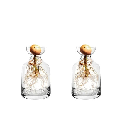 4-Piece Avocado Seed Starter Vase Set – Glass Growing Kit for Indoor Plant Lovers