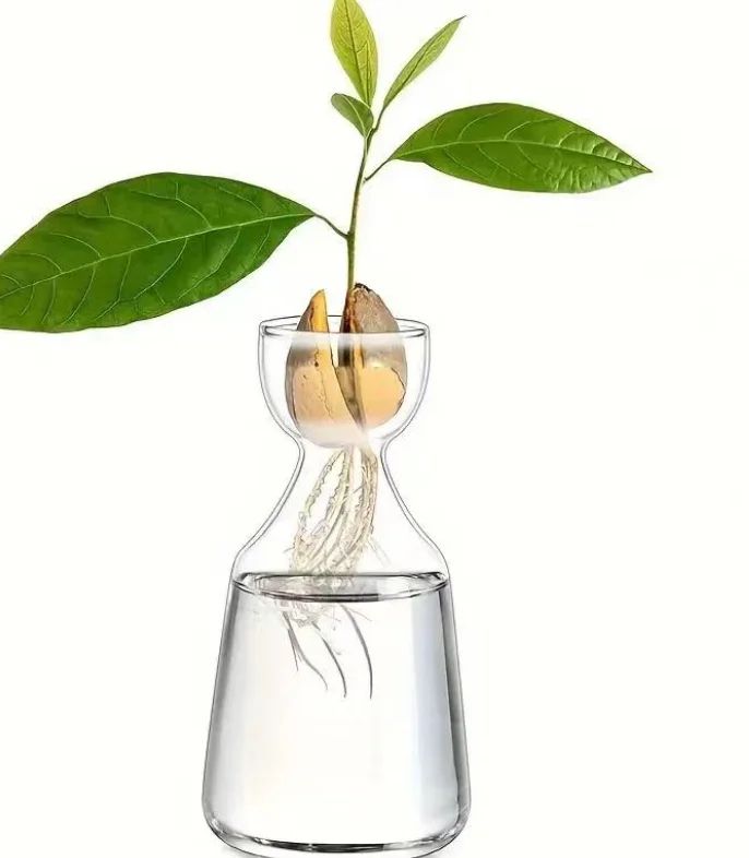 4-Piece Avocado Seed Starter Vase Set – Glass Growing Kit for Indoor Plant Lovers