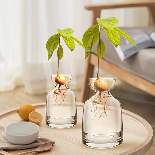 4-Piece Avocado Seed Starter Vase Set – Glass Growing Kit for Indoor Plant Lovers