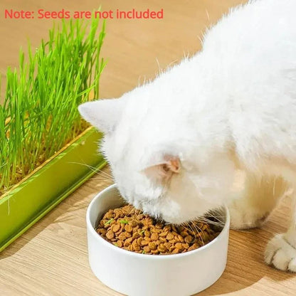 Soilless Layered Cat Grass Germination Set
