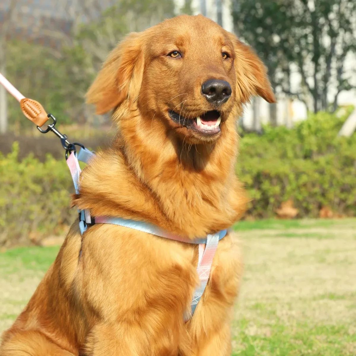 Soft Adjustable Small Dog Harness and Leash Set