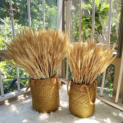 Natural Dried Wheat Stalks Bundle for Boho Farmhouse Decor and Wedding Centerpieces