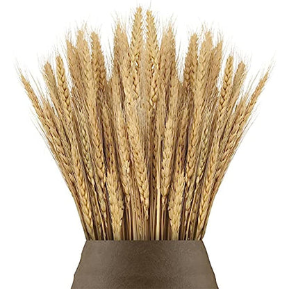 Natural Dried Wheat Stalks Bundle for Boho Farmhouse Decor and Wedding Centerpieces