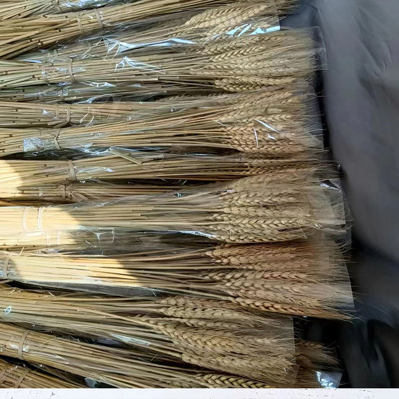 Natural Dried Wheat Stalks Bundle for Boho Farmhouse Decor and Wedding Centerpieces