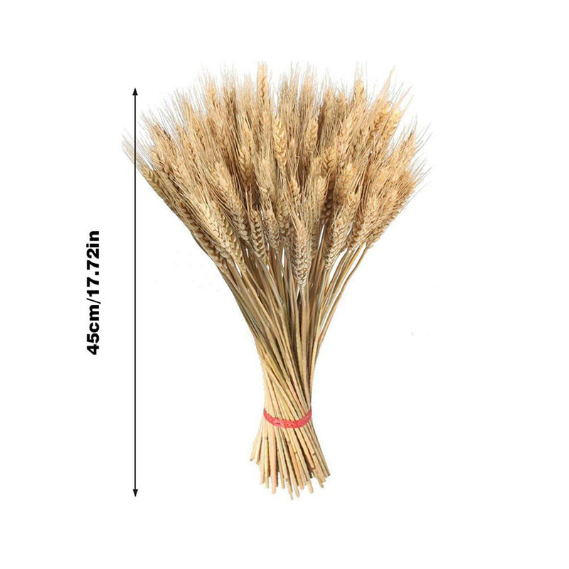 Natural Dried Wheat Stalks Bundle for Boho Farmhouse Decor and Wedding Centerpieces