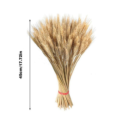 Natural Dried Wheat Stalks Bundle for Boho Farmhouse Decor and Wedding Centerpieces